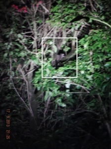 Pathetic, blurry attempt at taking a picture of a civet in the tree