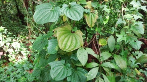 The menace, Zanzibar yam plant. Dioscorea sansibarensis