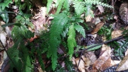 Selaginella! What a lovely name.